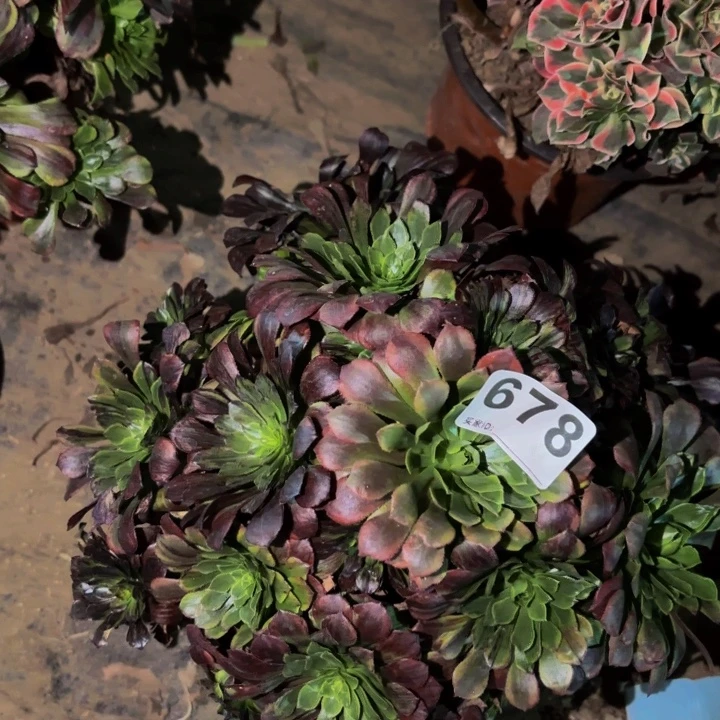 678莫兰迪多肉植物不售后