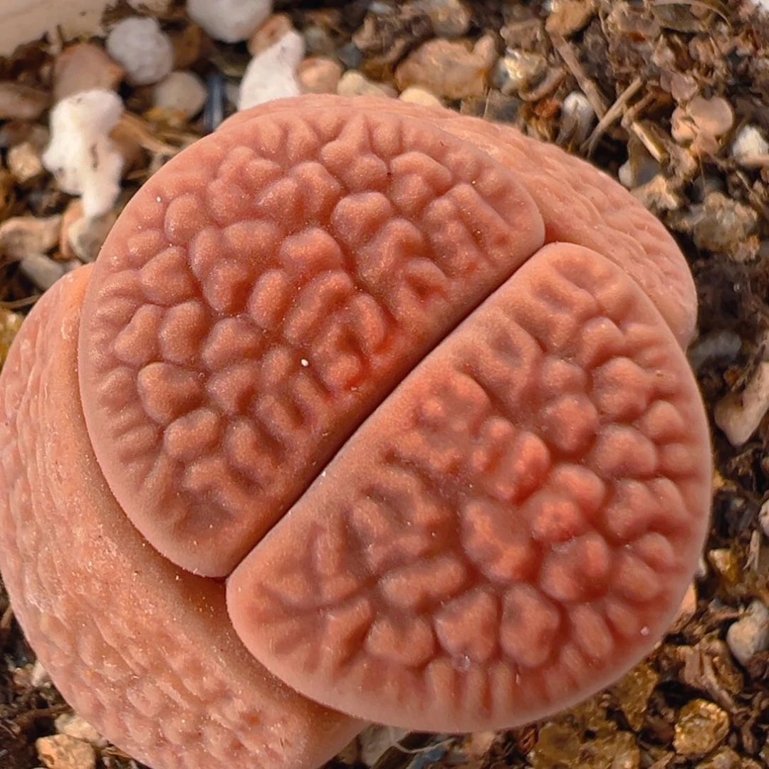 20多肉植物百科知识