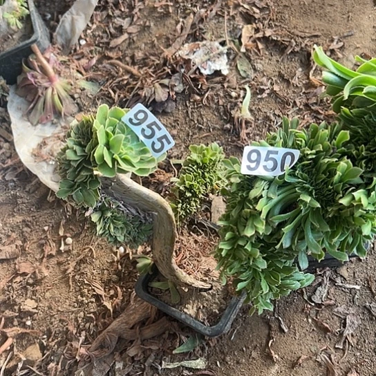 王***兰多肉植物两个955.950