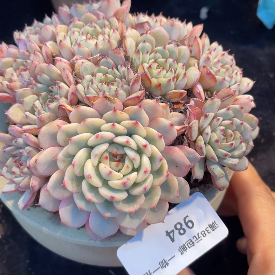 984姬莲锦群生多肉植物