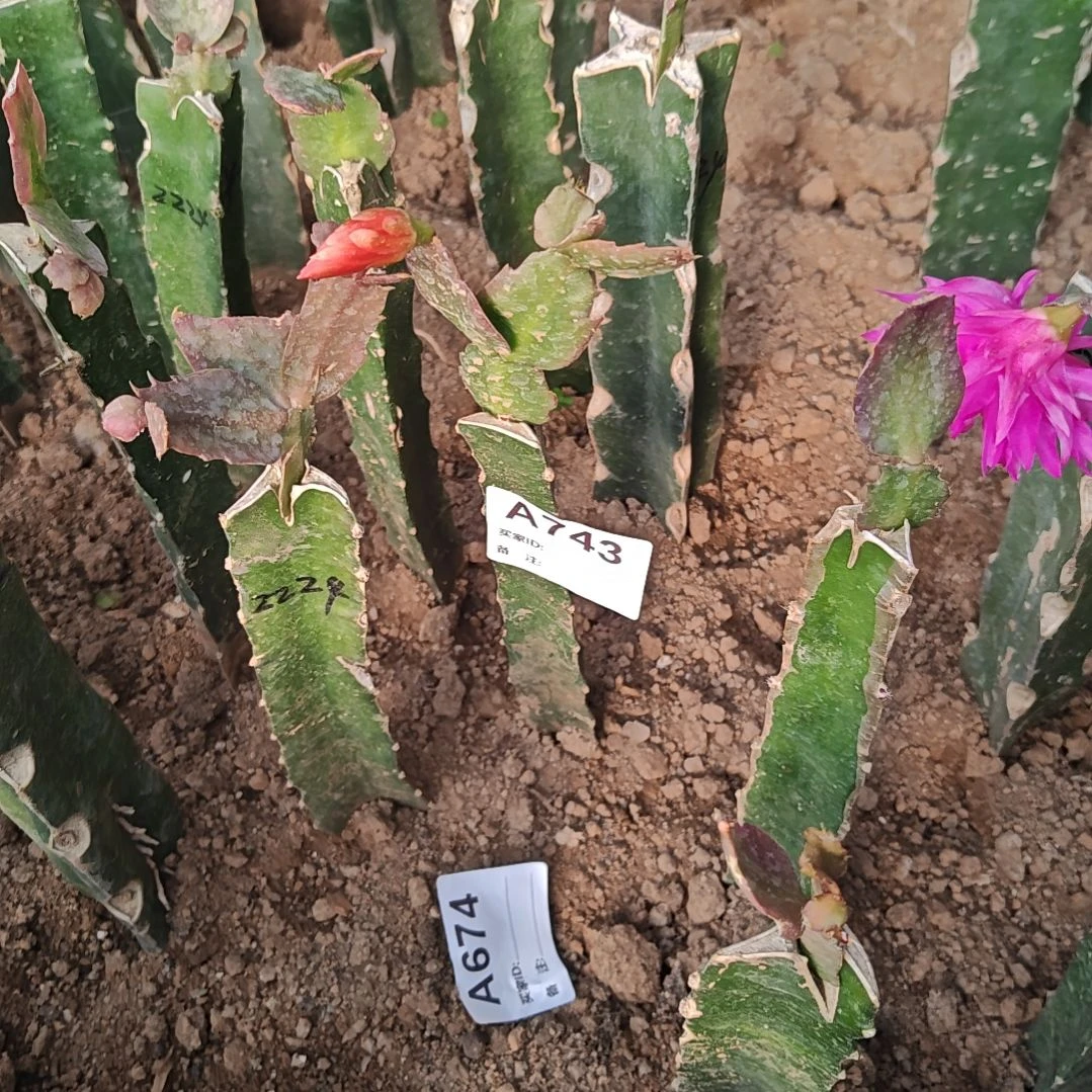 2228橙红重瓣脱土易掉苞芽743