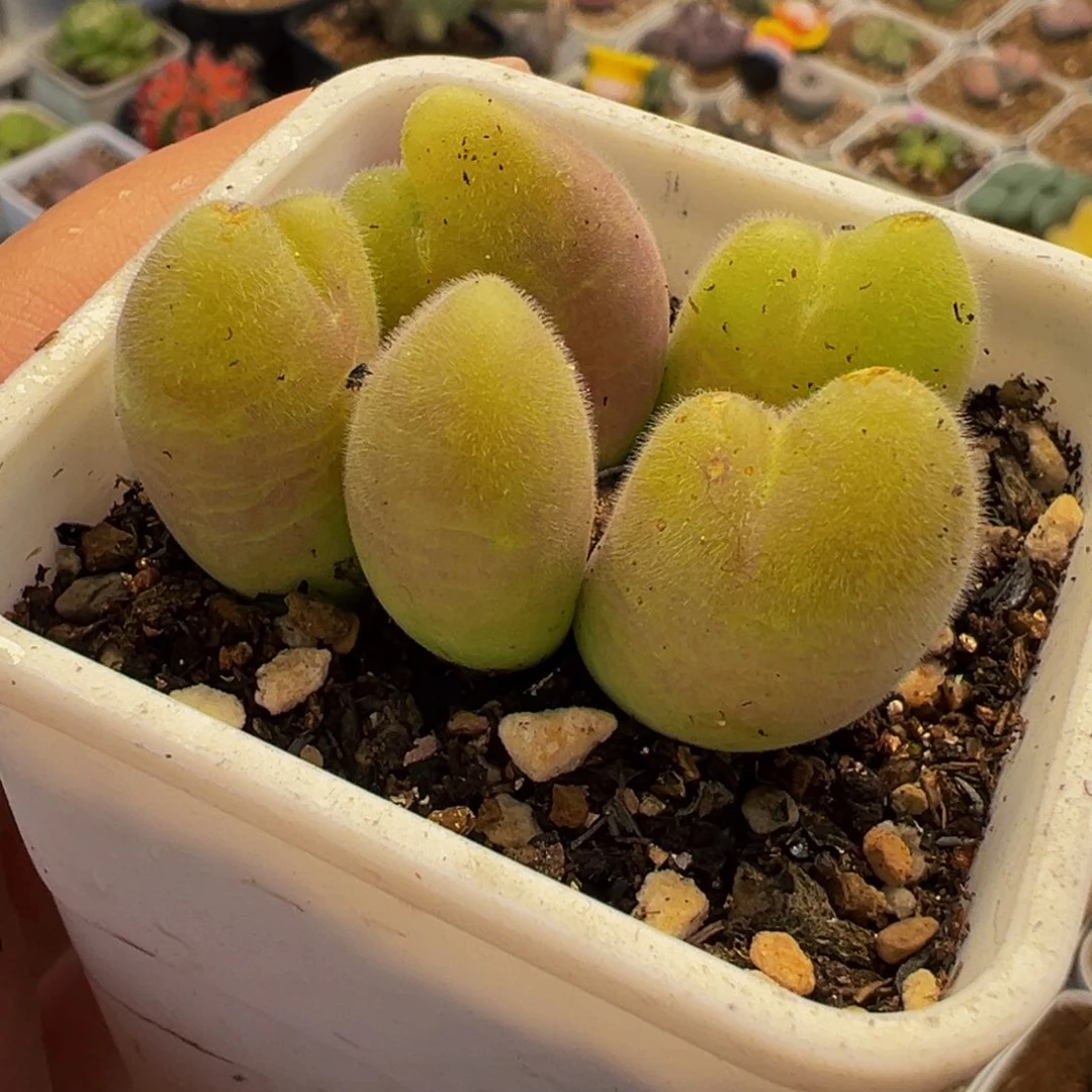 741多肉植物种类和