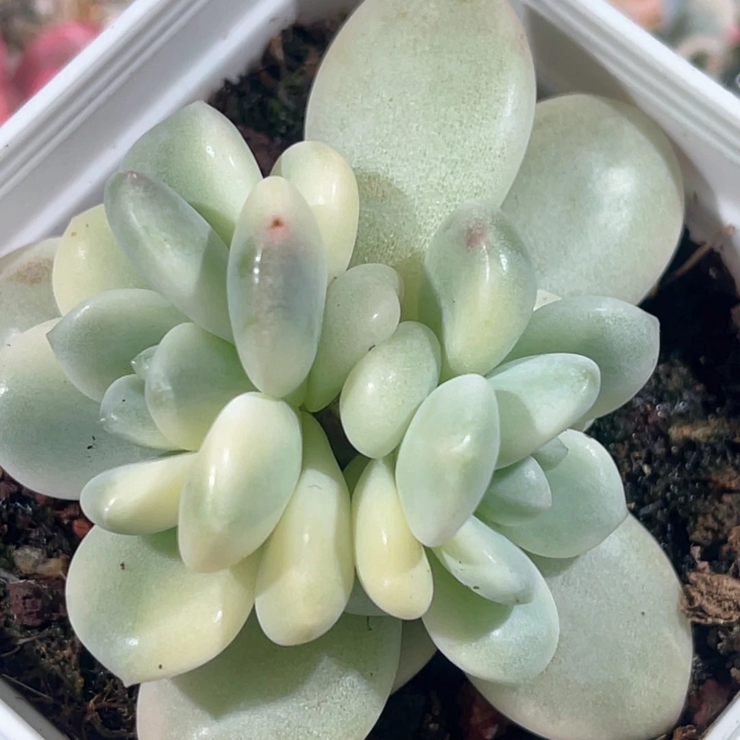 多肉特价白马锦底座