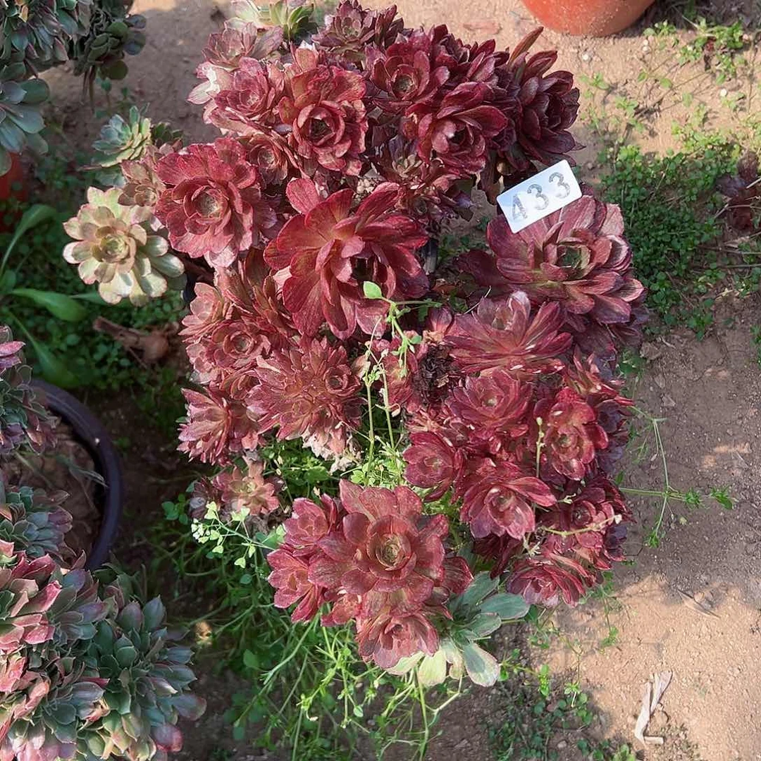 紫砂茶宠砍头裙不售后2个433号