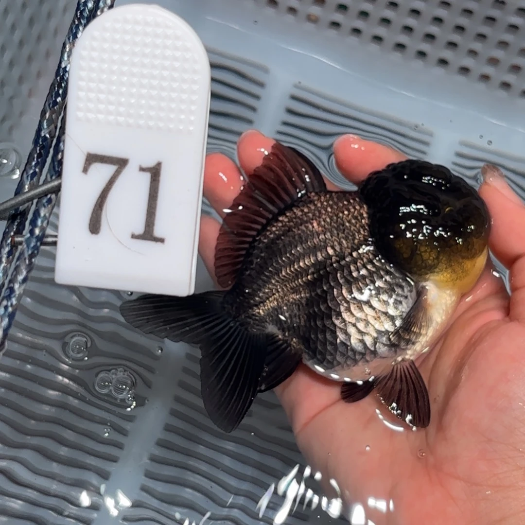 金鱼非偏远两条包邮