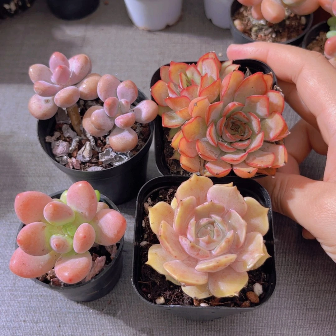 桃蛋 洛神。菲娜娜。露娜莲