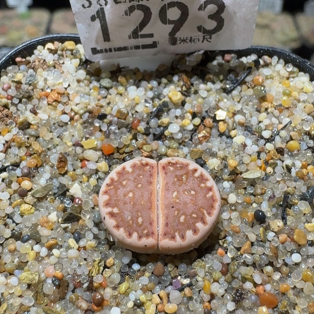 Sssss 好好看呀1293豹纹