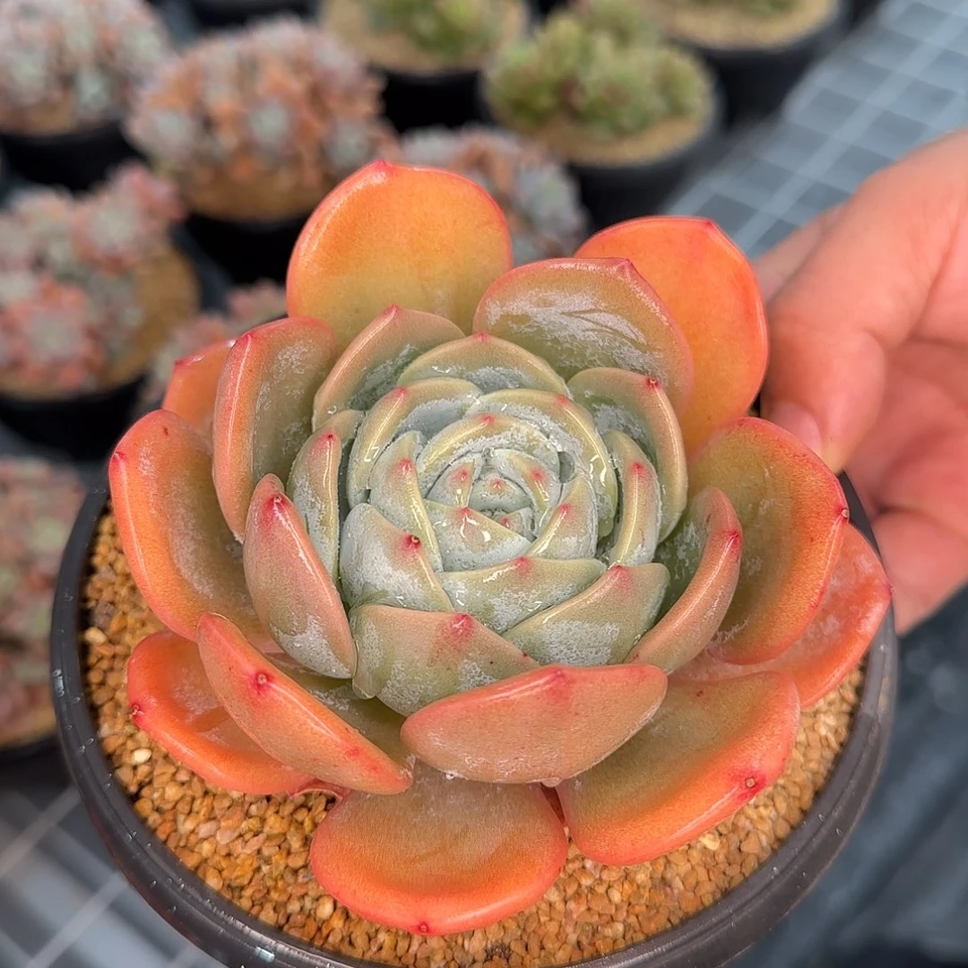 从前慢甄选多肉编号凤橙