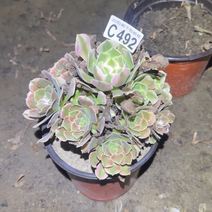 香妃……多肉植物的