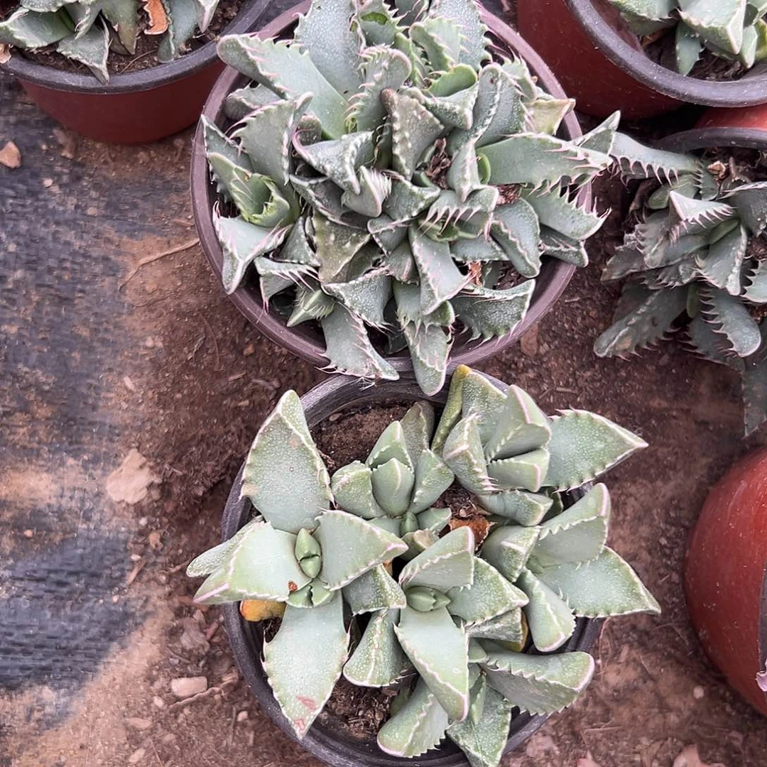 多肉植物多肉植物