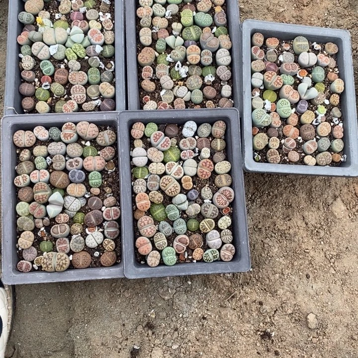 摩***羯生石花等植物的生长368