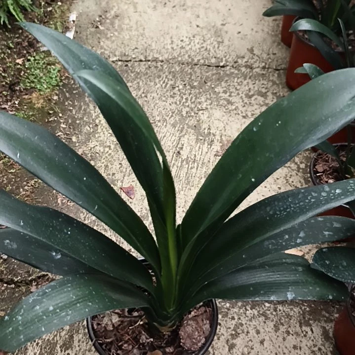 法***漂完全开放佛手残叶特惠苗一颗