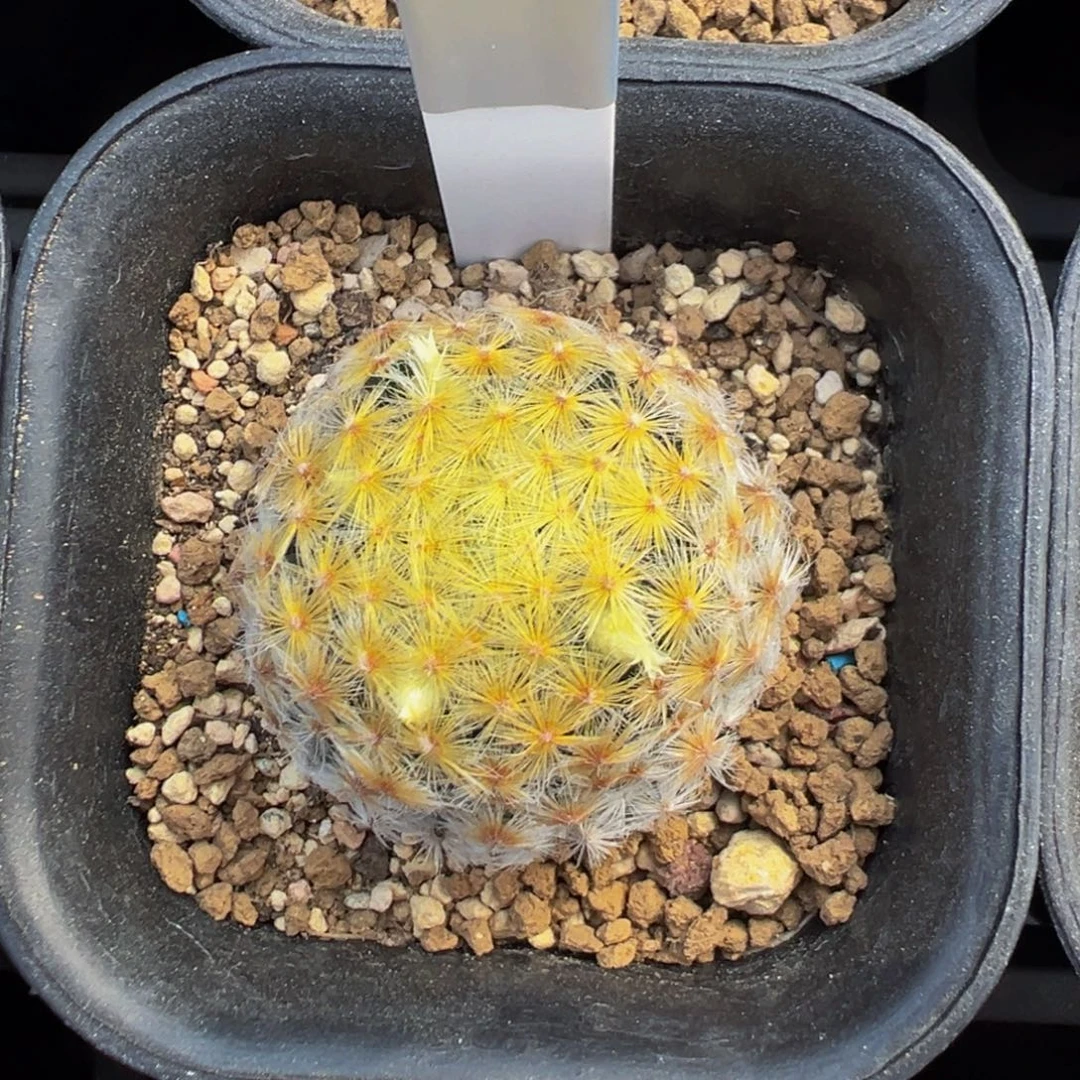 128实生根原始黄明星多肉植物带盆土