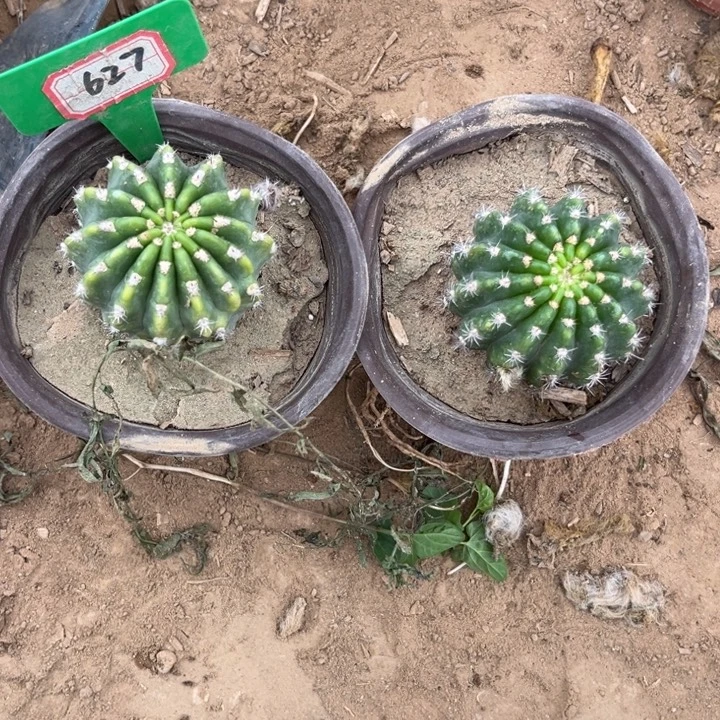 亚***麻627，丽花阿尔特纳，辣舞