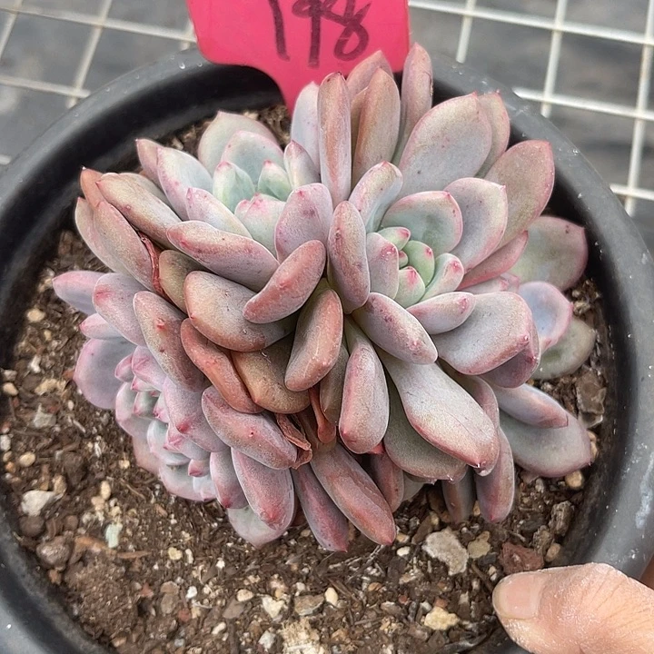 两单包邮，一物一拍198爱丽尔