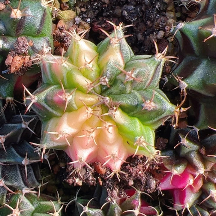 智***果当前无花栽培后可以开花