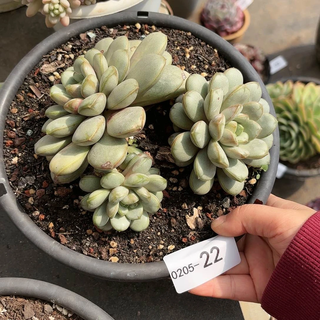 同温层多肉葡萄22