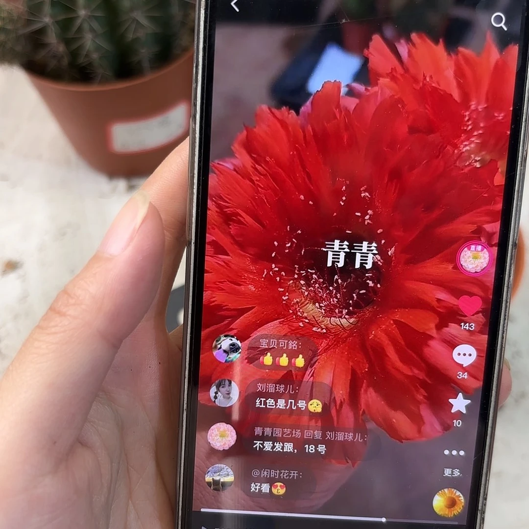 彩草18号5.5公分带崽