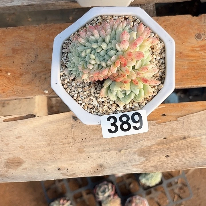 春*多肉植物一物一拍