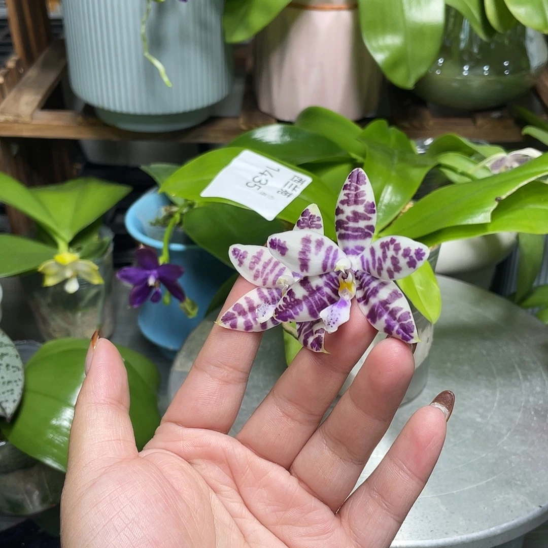 完全开放Yc88开花株