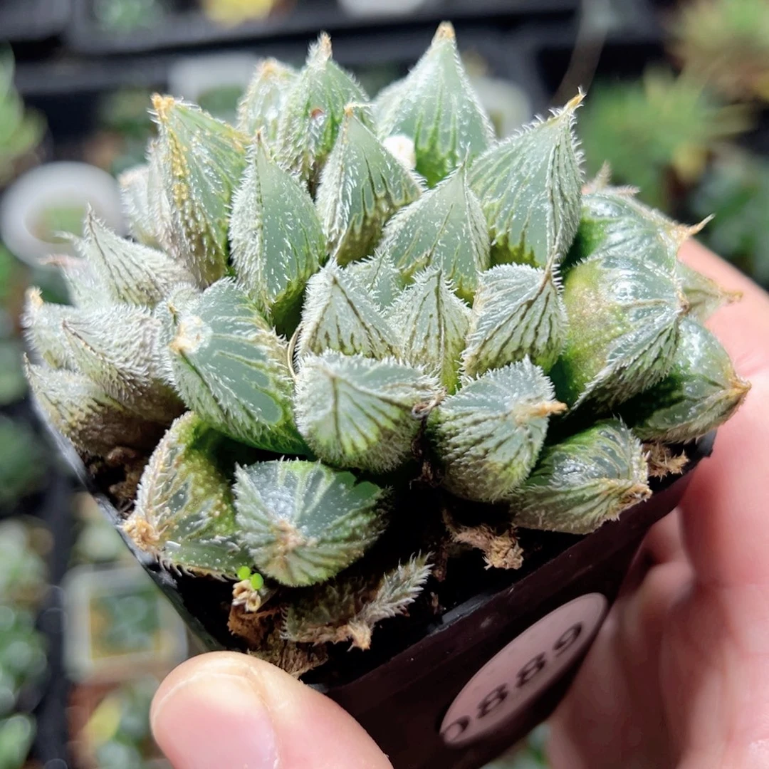 毛***从0889多肉植物一颗