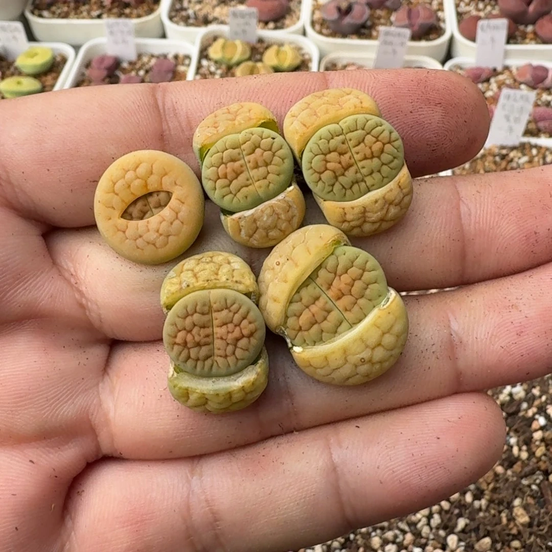 米****eK098黄绿富贵三四年