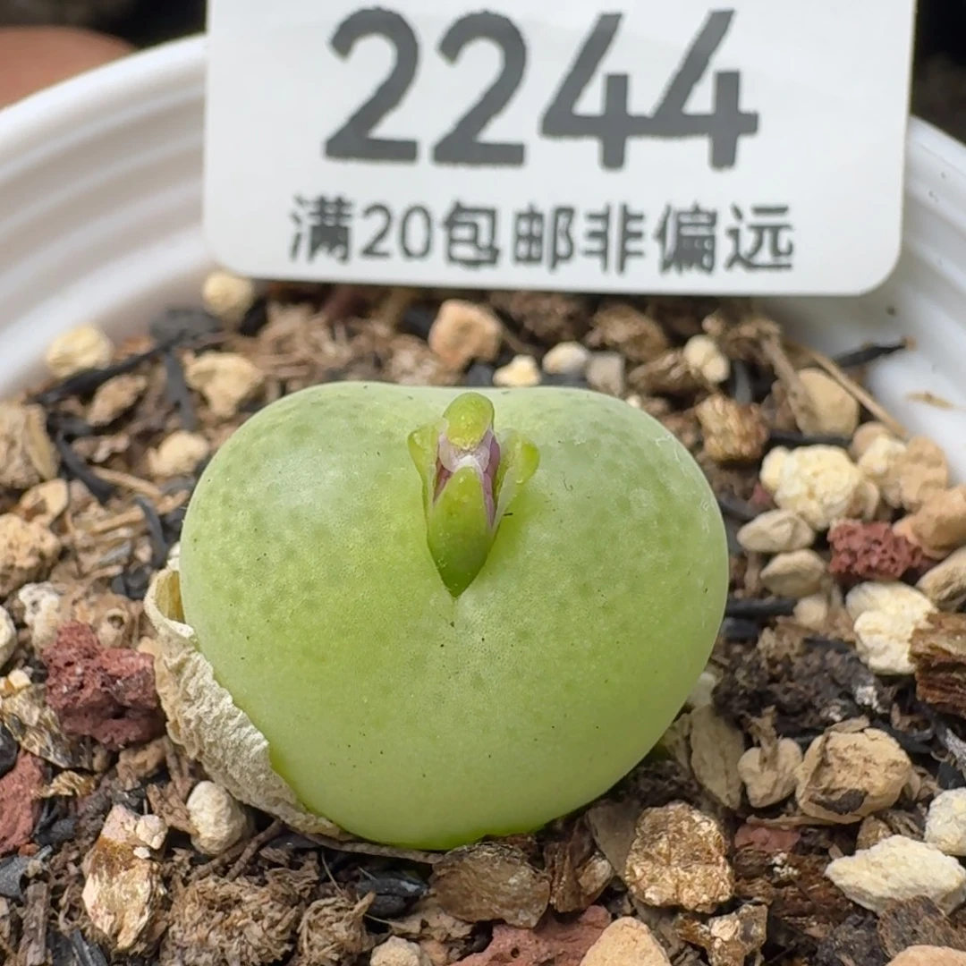 带盆土。