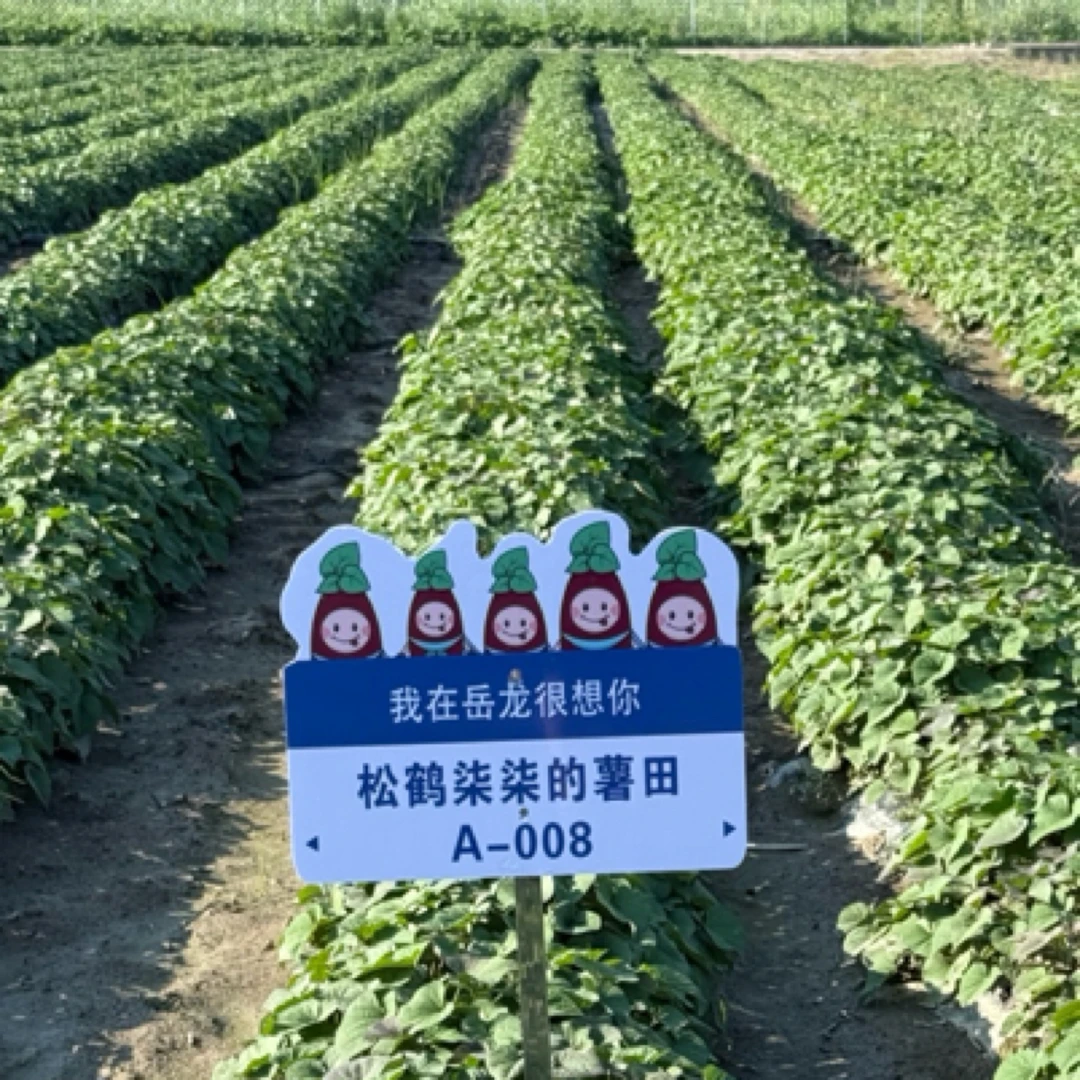 【壹分薯田爱心公益计划】岳龙镇认领一分地项目