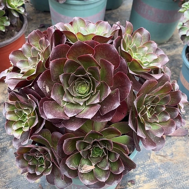 魅金玫瑰多肉植物5