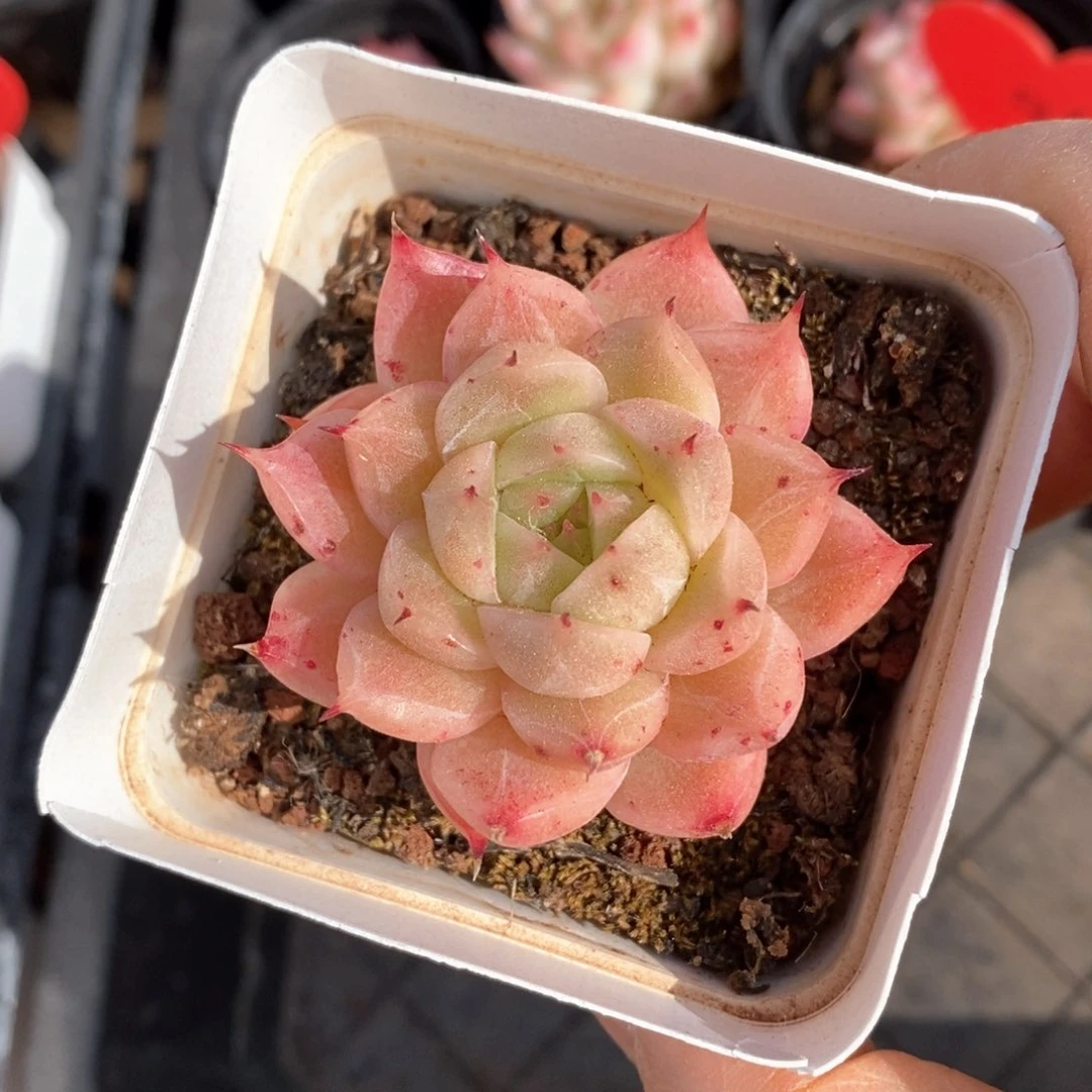 精品多肉一物一拍不包整335