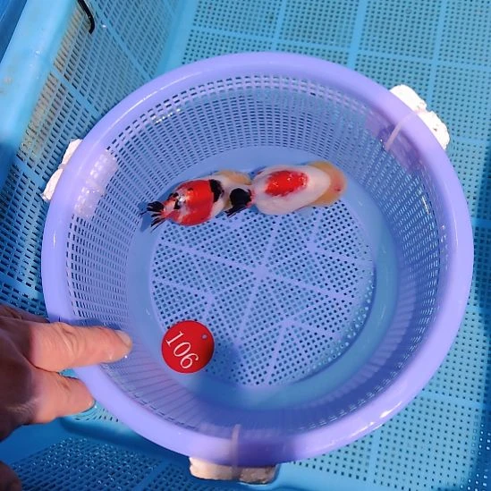 金鱼106兰寿两只特价顺丰包邮