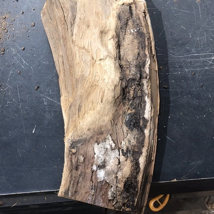 香榧木雷****?太行崖柏