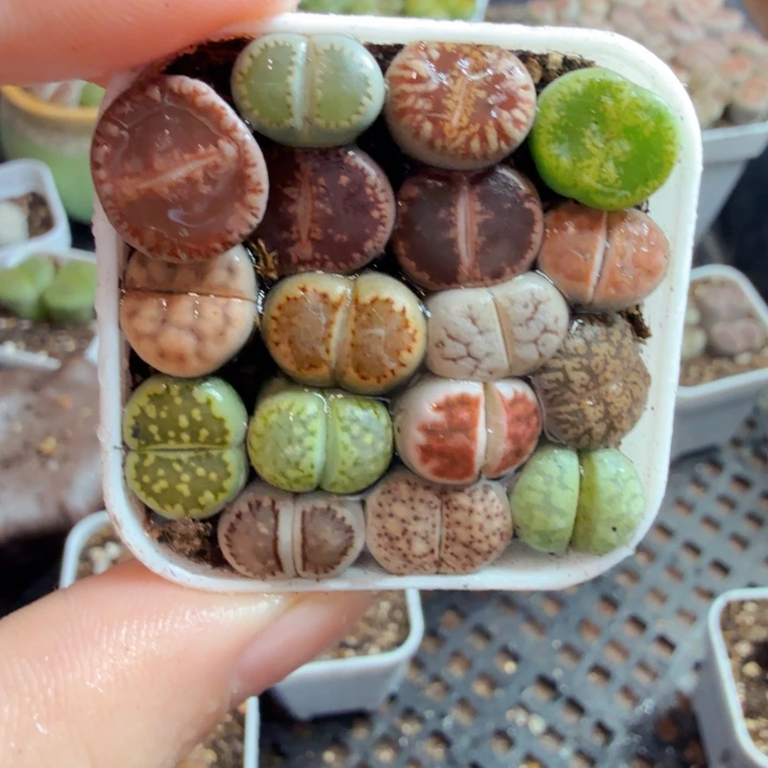 多肉植物的生长发育和766