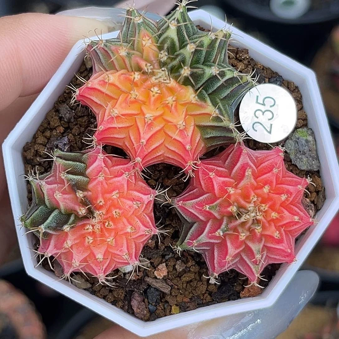 235  带盆土发货