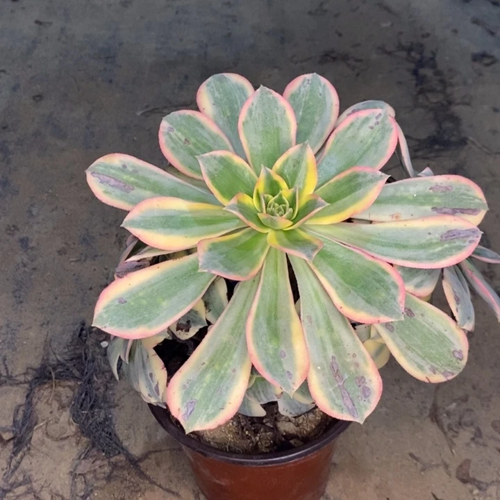 灿烂多肉植物62。