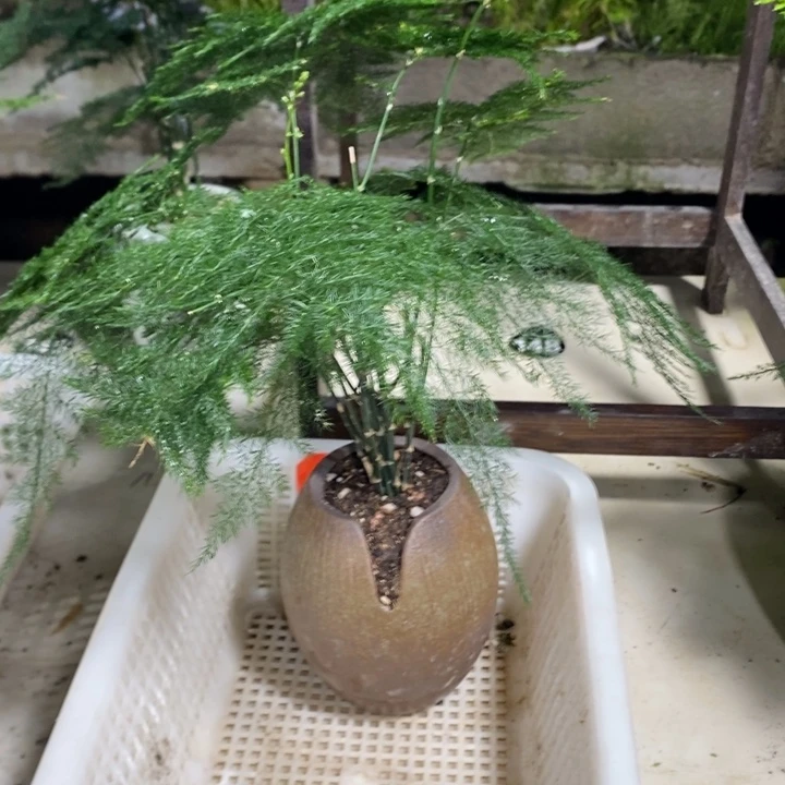 开***网无花朵一物一拍188