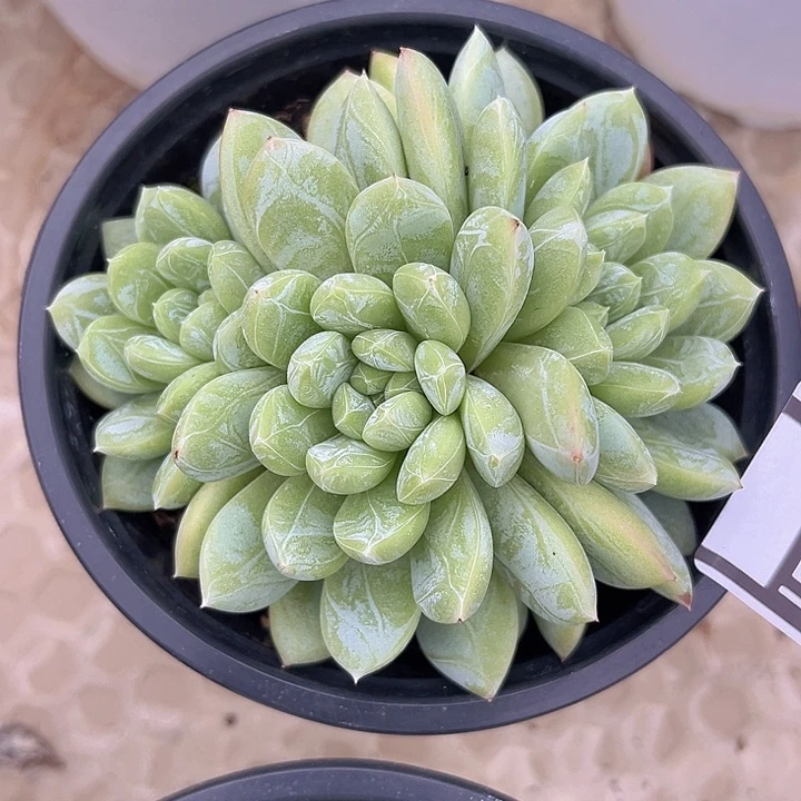 百达翡翠2140多肉植物