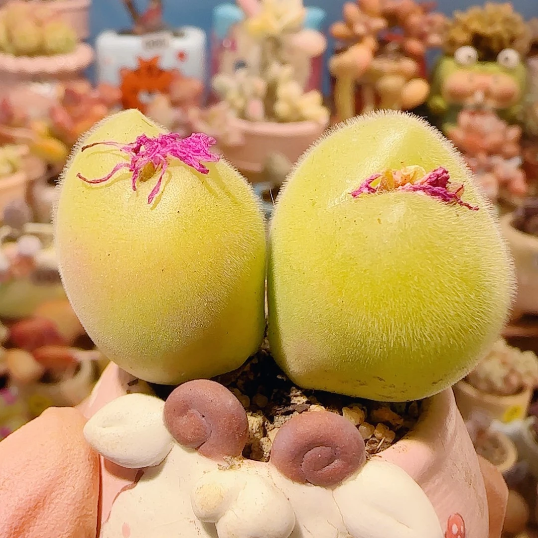 T肥肥大胖毛翠盆口2.5cm