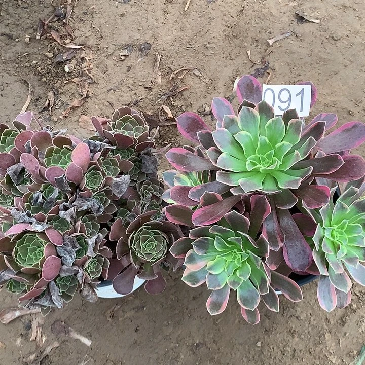无花朵091两颗多肉植物组成