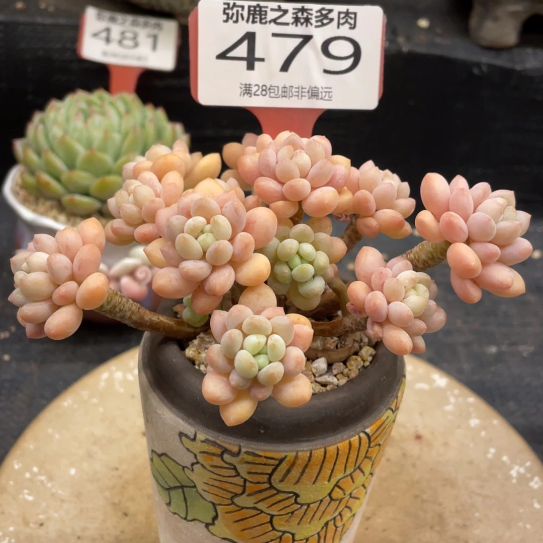 弥鹿之森一物一拍