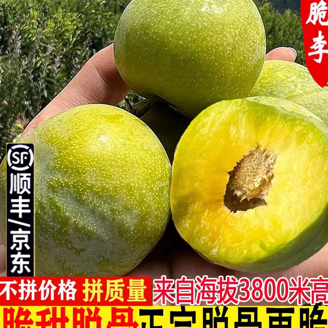 顺丰李子汶川茂县脆甜李子重庆青脆李脱骨李冰糖李顺丰包邮蜂糖李