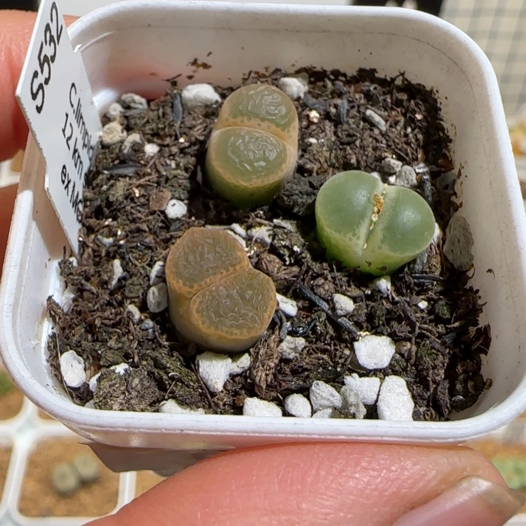 肉锥多肉植物组合-1453.75一盆951