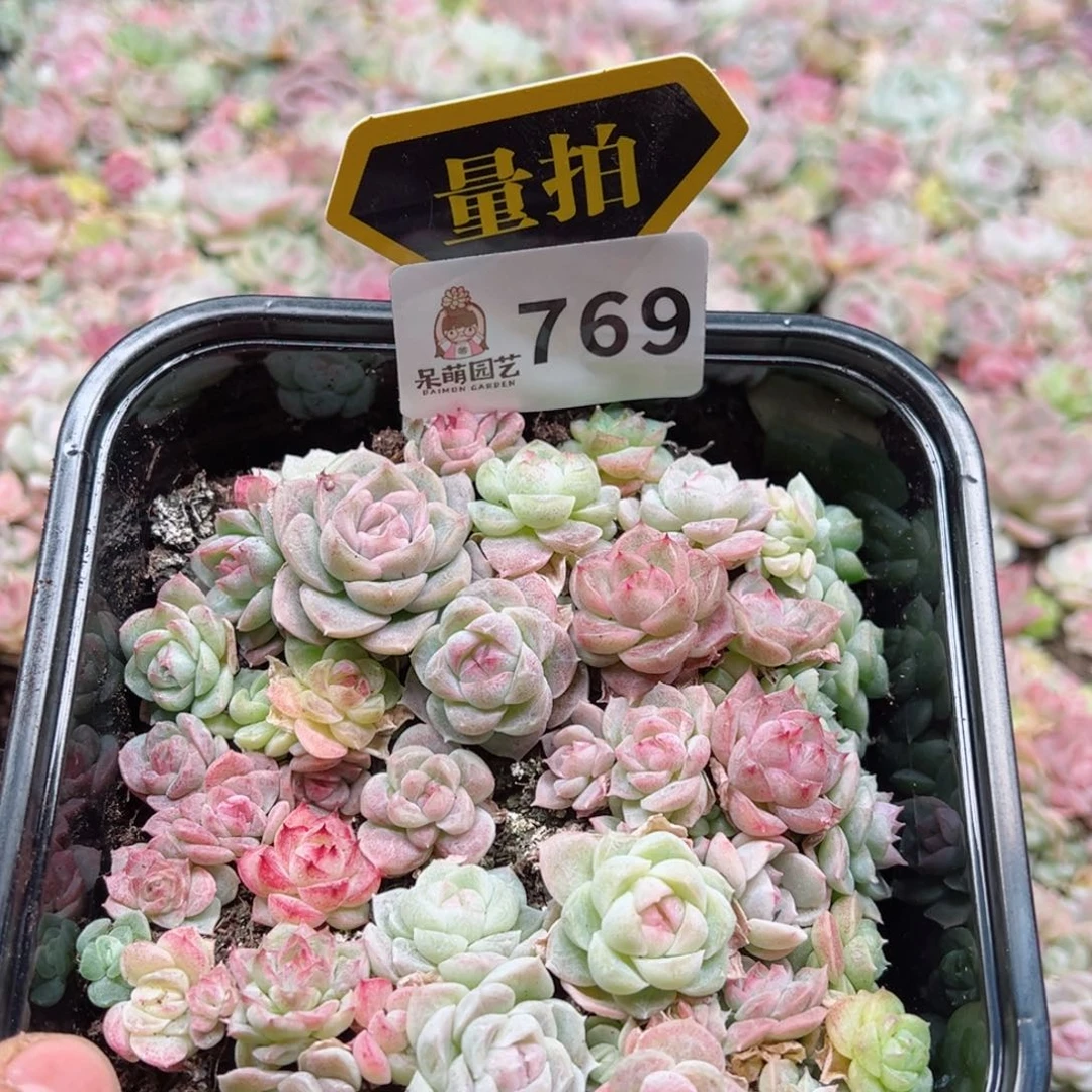 多肉植物多肉植物