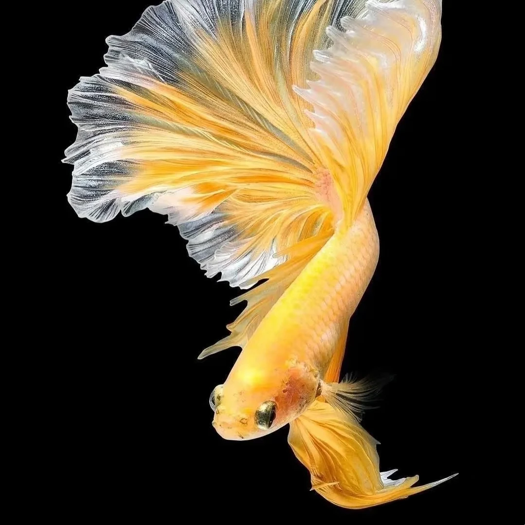 B9(192-216)精品泰国斗鱼小型热带观赏鱼