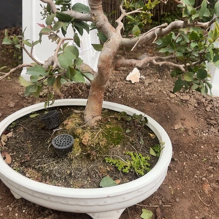 9***0无花朵哈哈哈哈哈