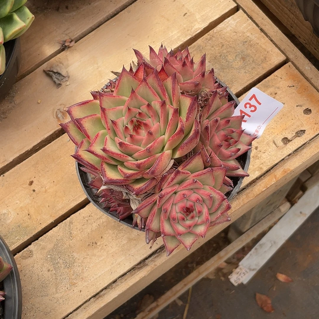 若如东云单拍A137