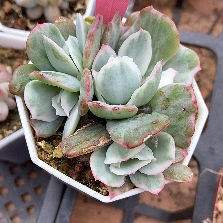 多肉植物伯克利锦355