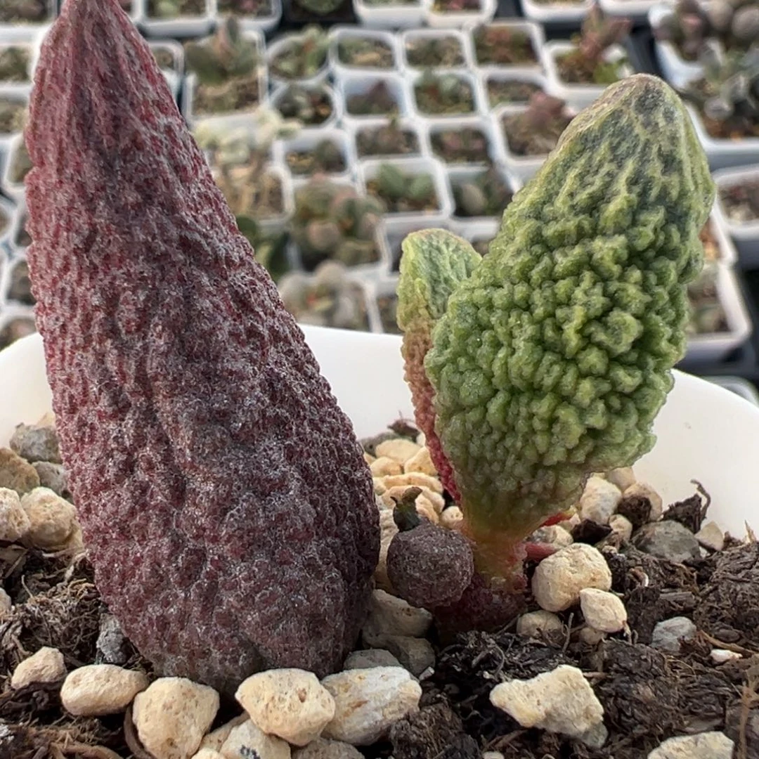 福利款脑纹实生新品大苗