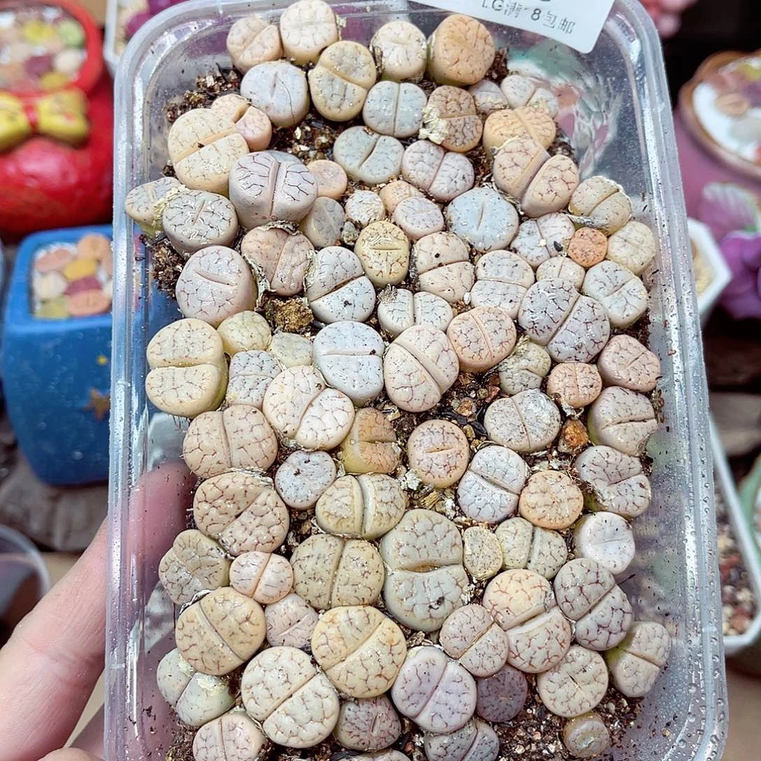 郎哥多肉生石花22-18