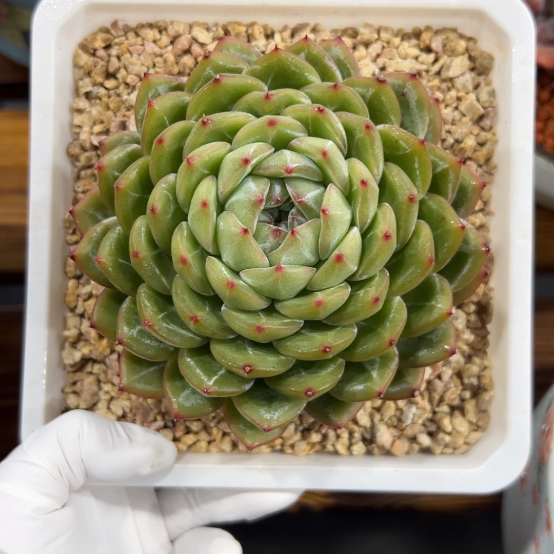 雪花珍妮多肉植物